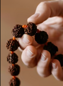 Rudraksha