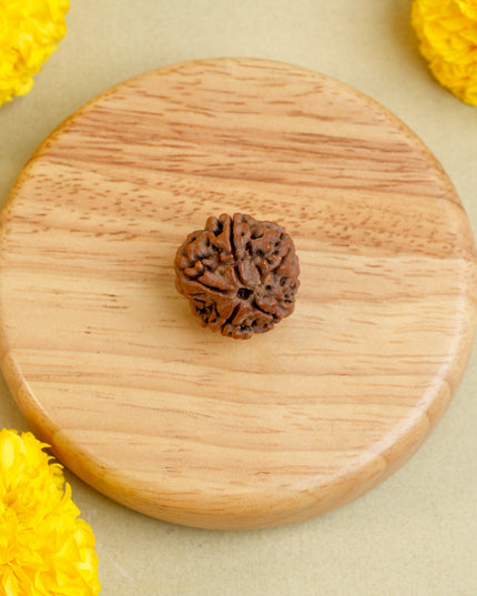 Panchamukhi Rudraksha | Five-Faced Rudraksha for Peace & Health