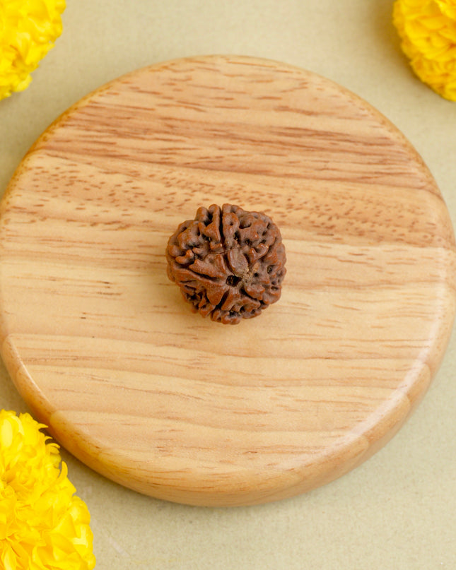 Panchamukhi Rudraksha | Five-Faced Rudraksha for Peace & Health