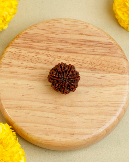 Seven Faced Rudraksha (Saptamukhi) | Wealth & Stability Rudraksha