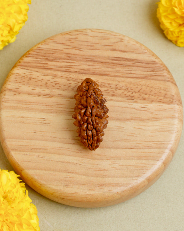 Ek Mukhi Rudraksha | Divine One-Faced Rudraksha for Prosperity