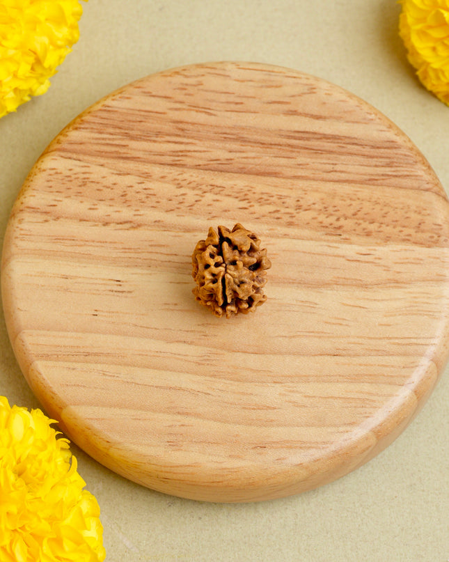Dwimukhi Rudraksha | Two-Faced Rudraksha for Harmony & Relationships