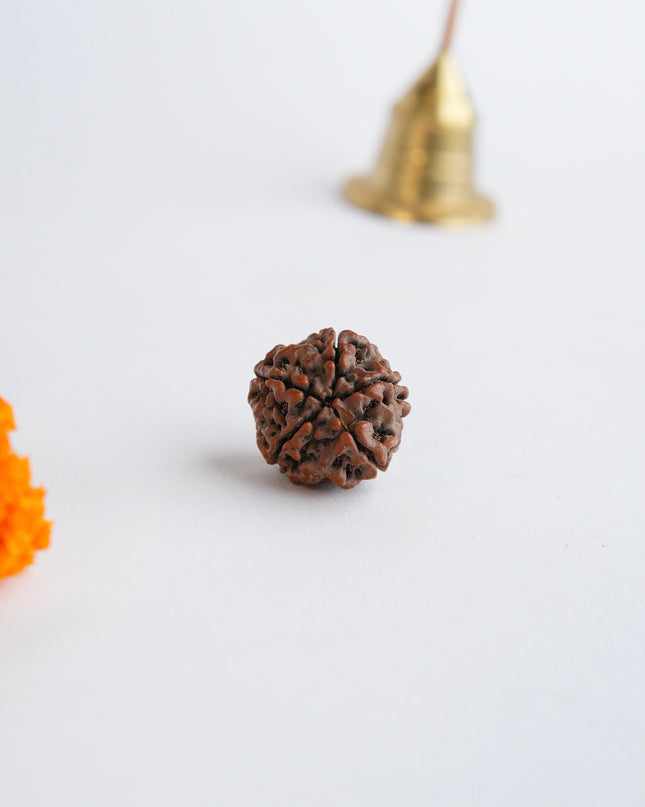 Panchamukhi Rudraksha | Five-Faced Rudraksha for Peace & Health