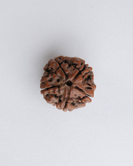 Panchamukhi Rudraksha | Five-Faced Rudraksha for Peace & Health