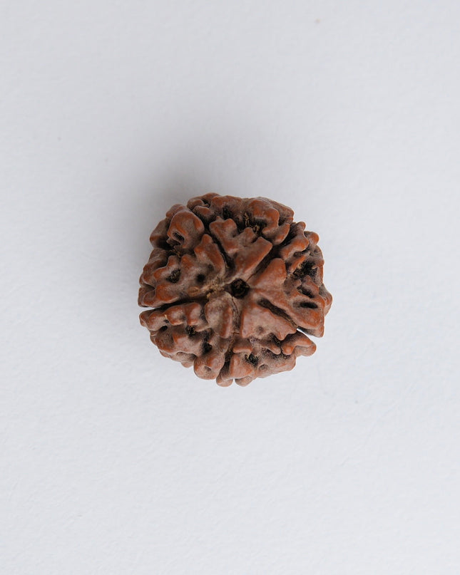 Panchamukhi Rudraksha | Five-Faced Rudraksha for Peace & Health