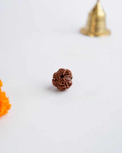 Trimukhi Rudraksha | Three-Faced Rudraksha for Strength & Confidence