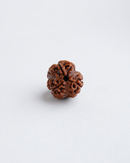 Trimukhi Rudraksha | Three-Faced Rudraksha for Strength & Confidence