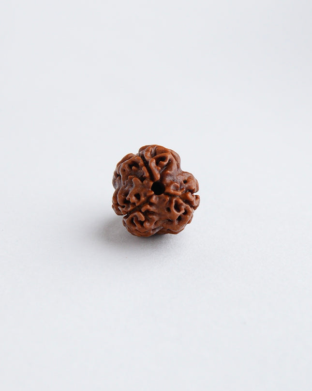 Trimukhi Rudraksha | Three-Faced Rudraksha for Strength & Confidence