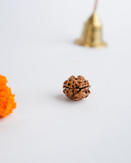 Dwimukhi Rudraksha | Two-Faced Rudraksha for Harmony & Relationships