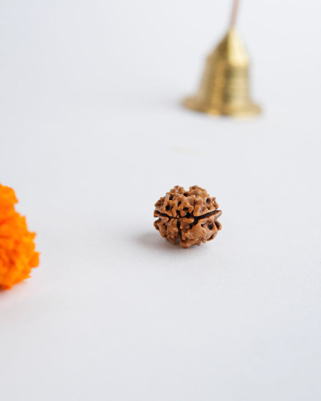 Dwimukhi Rudraksha | Two-Faced Rudraksha for Harmony & Relationships