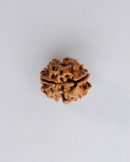 Dwimukhi Rudraksha | Two-Faced Rudraksha for Harmony & Relationships