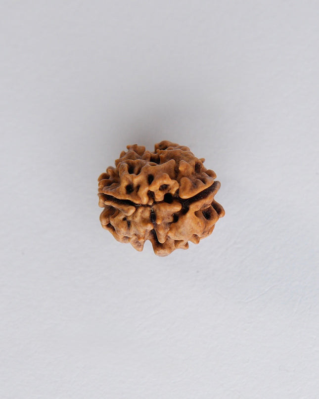 Dwimukhi Rudraksha | Two-Faced Rudraksha for Harmony & Relationships