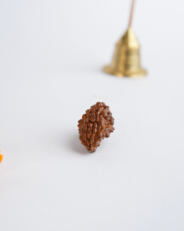 Ek Mukhi Rudraksha | Divine One-Faced Rudraksha for Prosperity