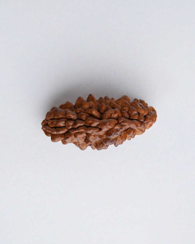Ek Mukhi Rudraksha | Divine One-Faced Rudraksha for Prosperity