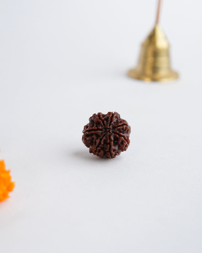 Seven Faced Rudraksha (Saptamukhi) | Wealth & Stability Rudraksha
