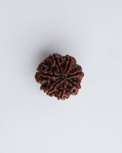 Seven Faced Rudraksha (Saptamukhi) | Wealth & Stability Rudraksha