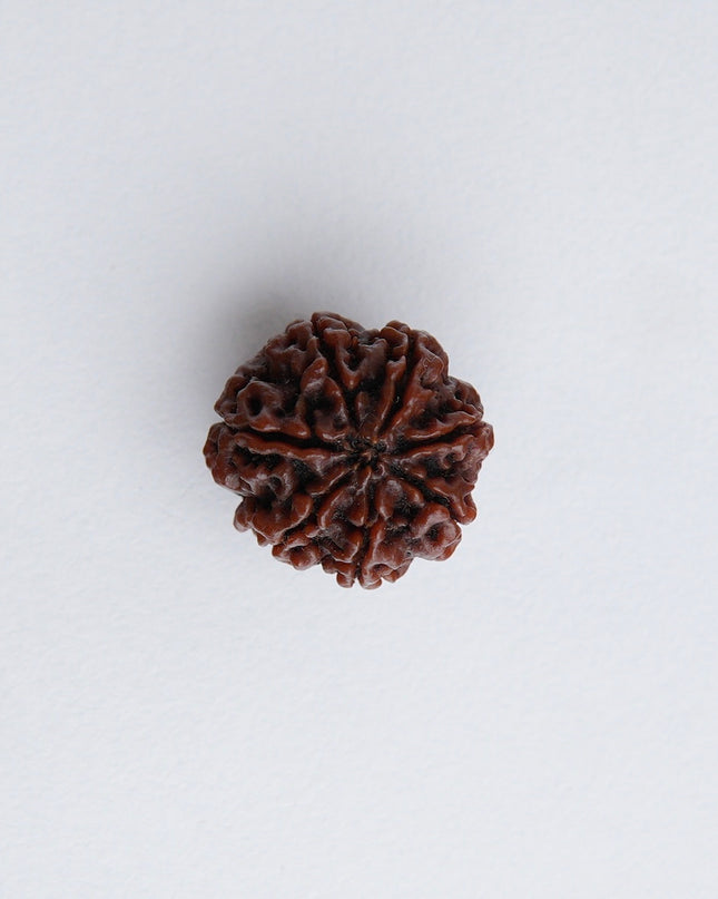 Seven Faced Rudraksha (Saptamukhi) | Wealth & Stability Rudraksha