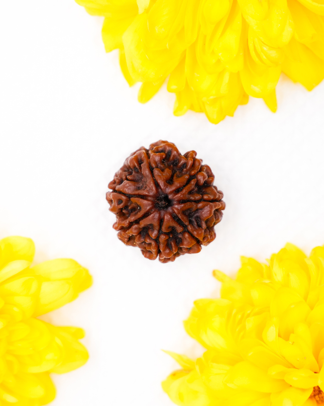 Seven Faced Rudraksha (Saptamukhi) | Wealth & Stability Rudraksha