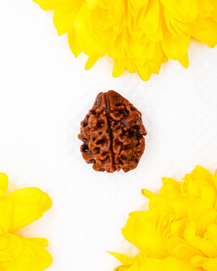 Trimukhi Rudraksha | Three-Faced Rudraksha for Strength & Confidence