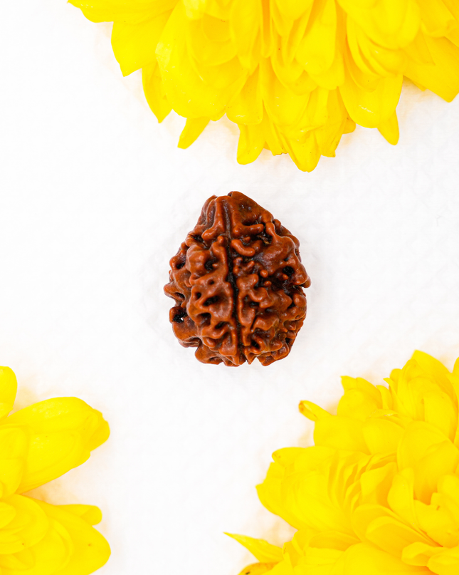 Trimukhi Rudraksha | Three-Faced Rudraksha for Strength & Confidence