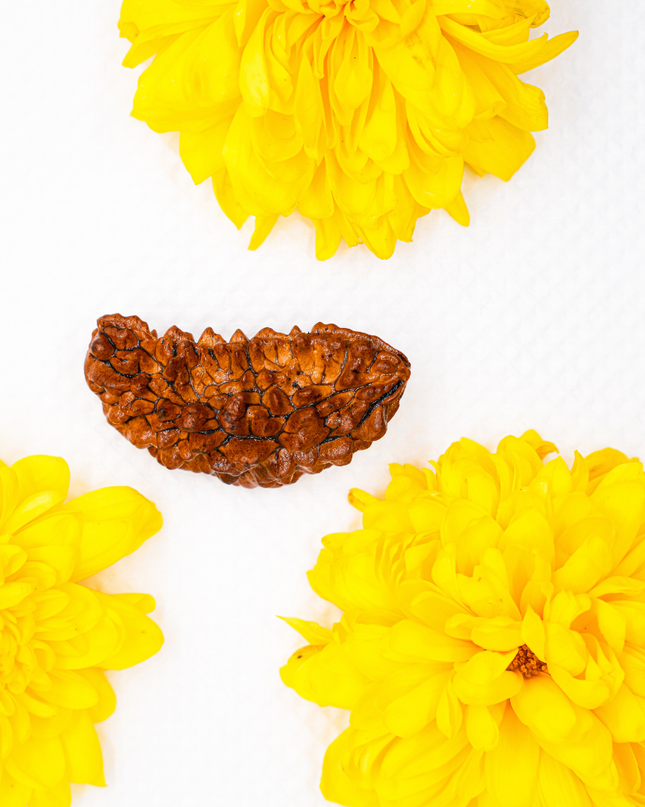 Ek Mukhi Rudraksha | Divine One-Faced Rudraksha for Prosperity