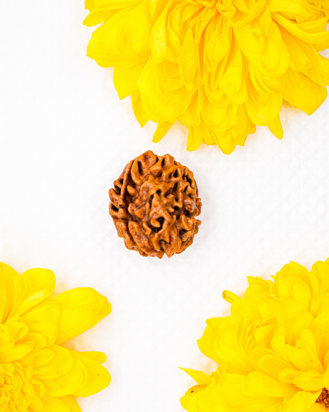 Dwimukhi Rudraksha | Two-Faced Rudraksha for Harmony & Relationships
